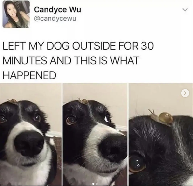 Candyce Wu @candycewu LEFT MY DOG OUTSIDE FOR 30 MINUTES AND THIS IS WHAT HAPPENED >