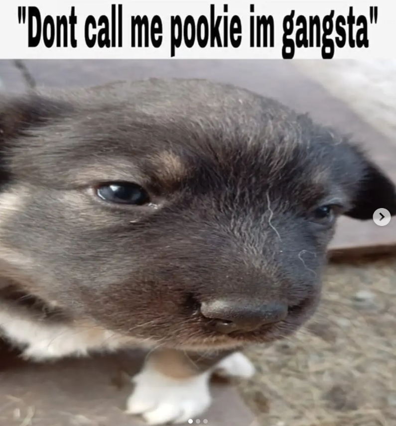 "Dont call me pookie im gangsta" >