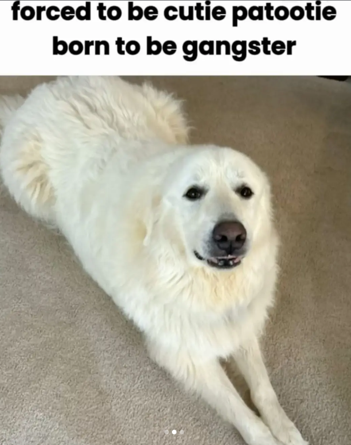 forced to be cutie patootie born to be gangster
