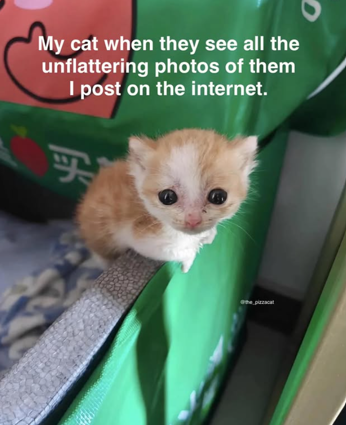 My cat when they see all the unflattering photos of them I post on the internet. 买 @the_pizzacat