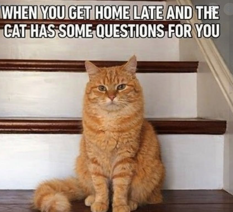 WHEN YOU GET HOME LATE AND THE CAT HAS SOME QUESTIONS FOR YOU