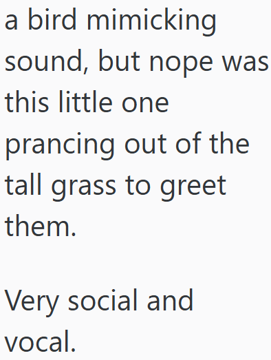 a bird mimicking sound, but nope was this little one prancing out of the tall grass to greet them. Very social and vocal.