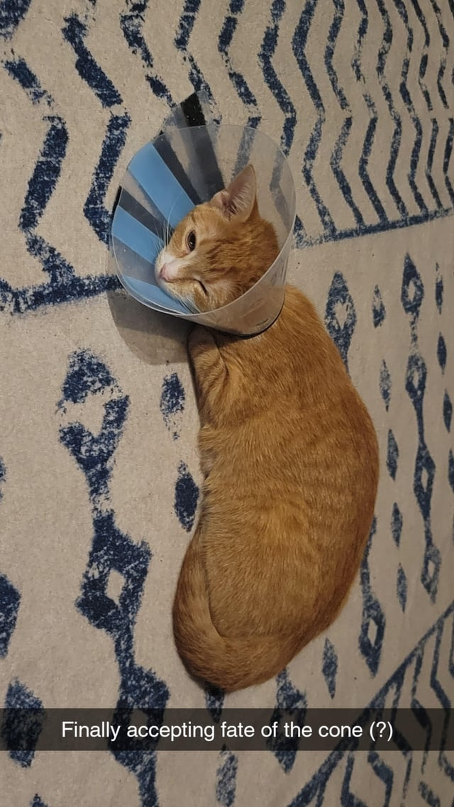 Finally accepting fate of the cone (?) WASKS