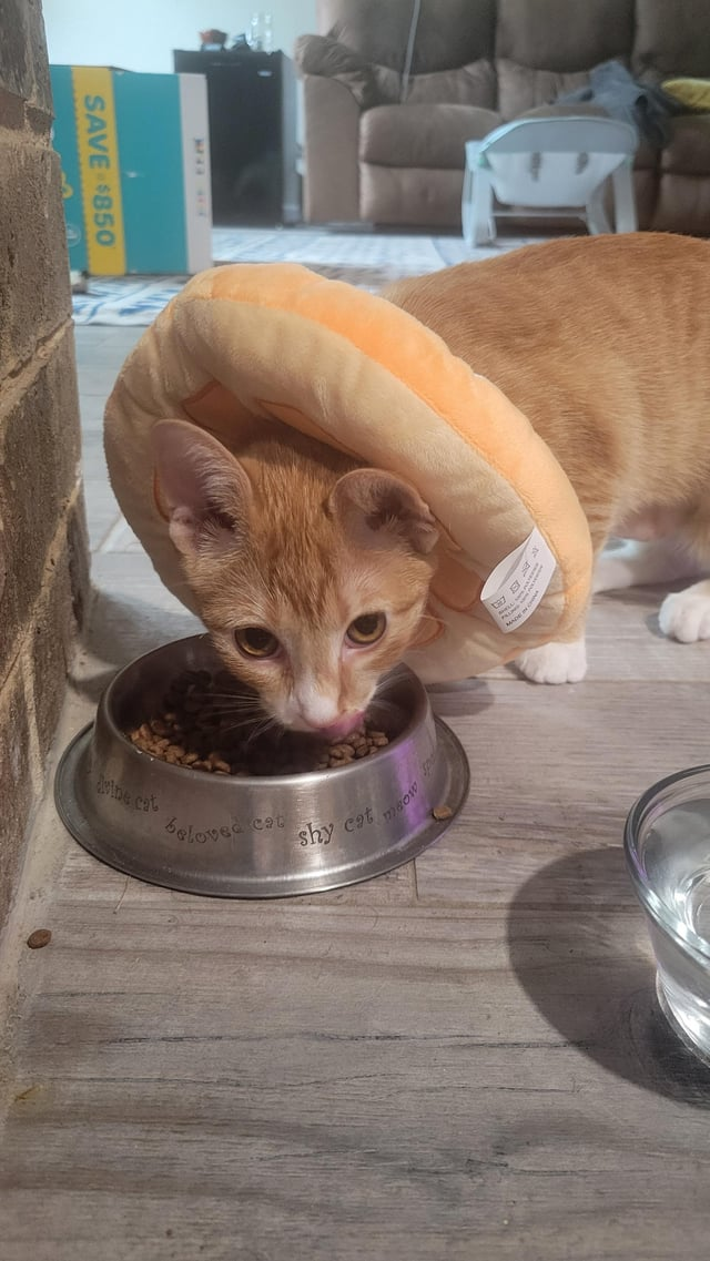 SAVE $850 Asine cat beloved cat shy cat mo W