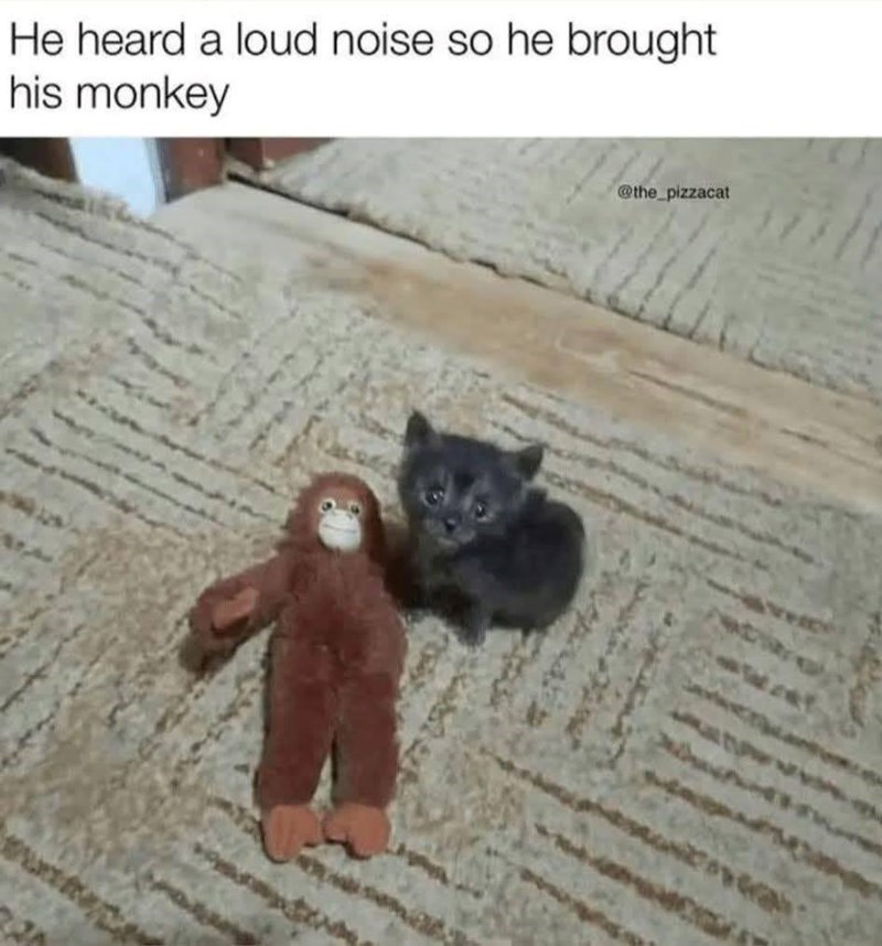 He heard a loud noise so he brought his monkey @the_pizzacat