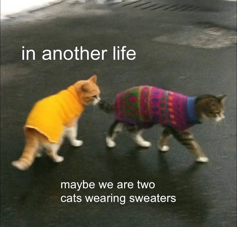 in another life maybe we are two cats wearing sweaters