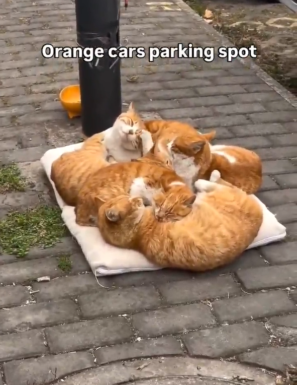 Orange cars parking spot