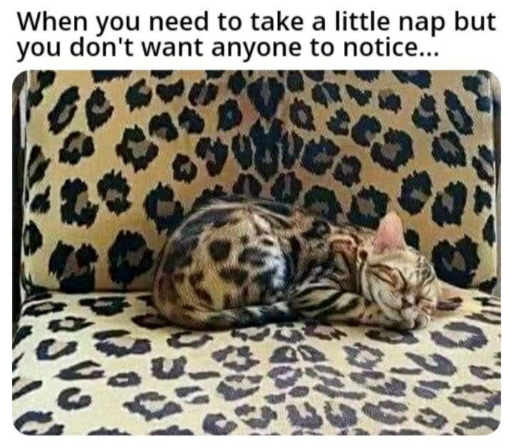 When you need to take a little nap but you don't want anyone to notice...