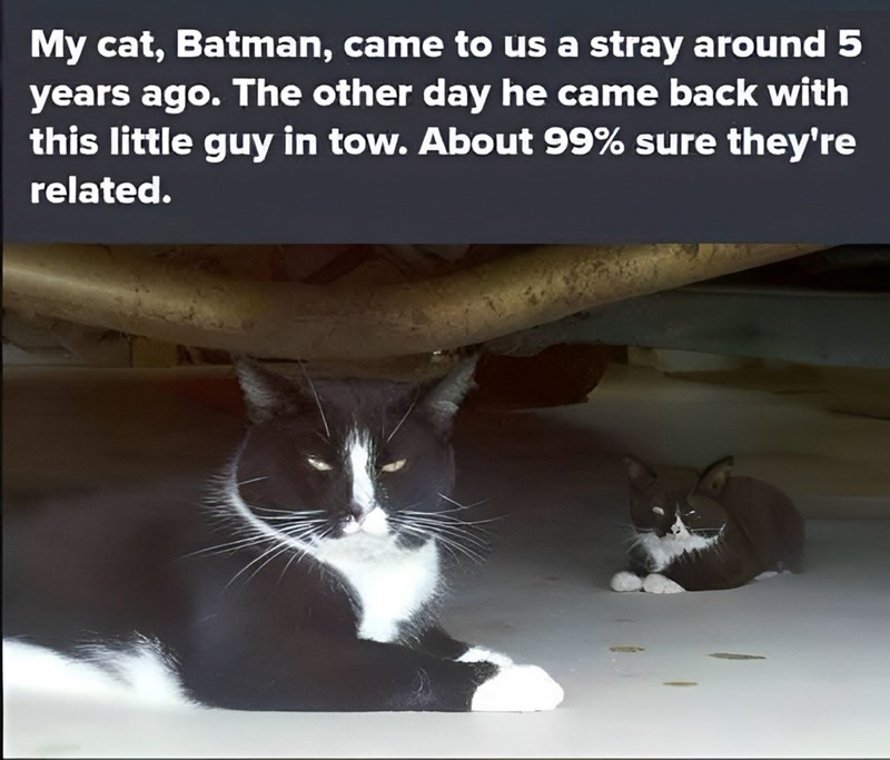 My cat, Batman, came to us a stray around 5 years ago. The other day he came back with this little guy in tow. About 99% sure they're related.