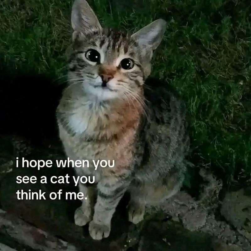 i hope when you see a cat you think of me.