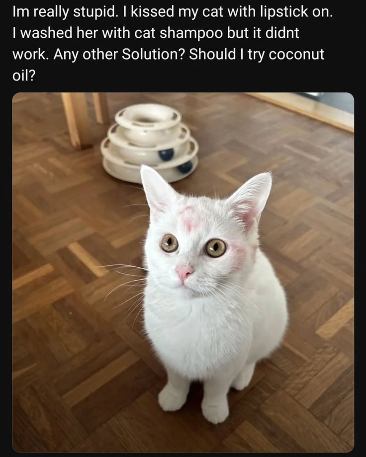 Im really stupid. I kissed my cat with lipstick on. I washed her with cat shampoo but it didnt work. Any other Solution? Should I try coconut oil?