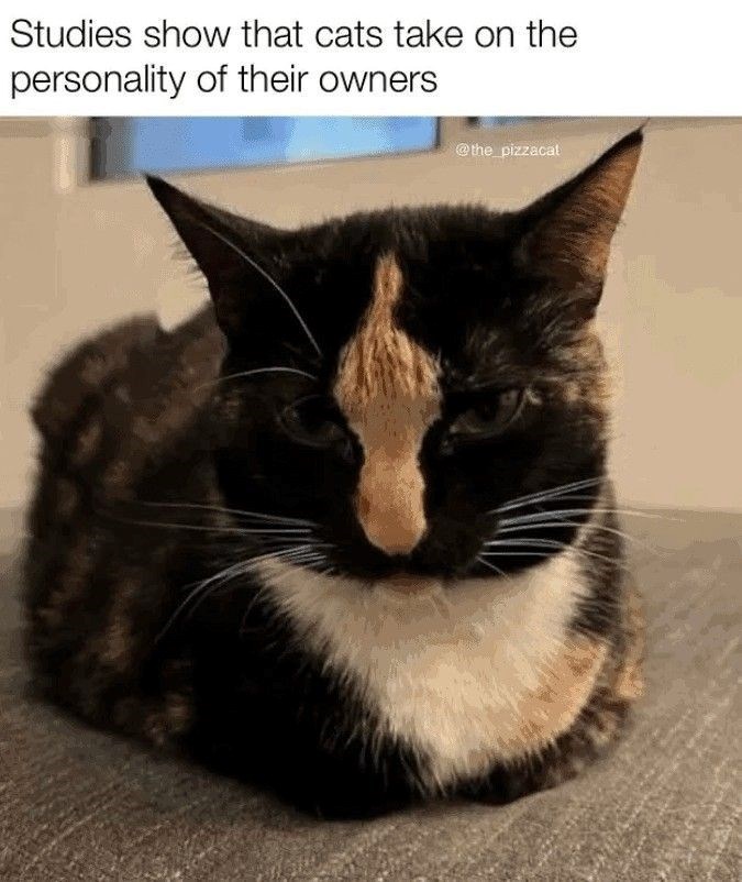 Studies show that cats take on the personality of their owners @the_pizzacat