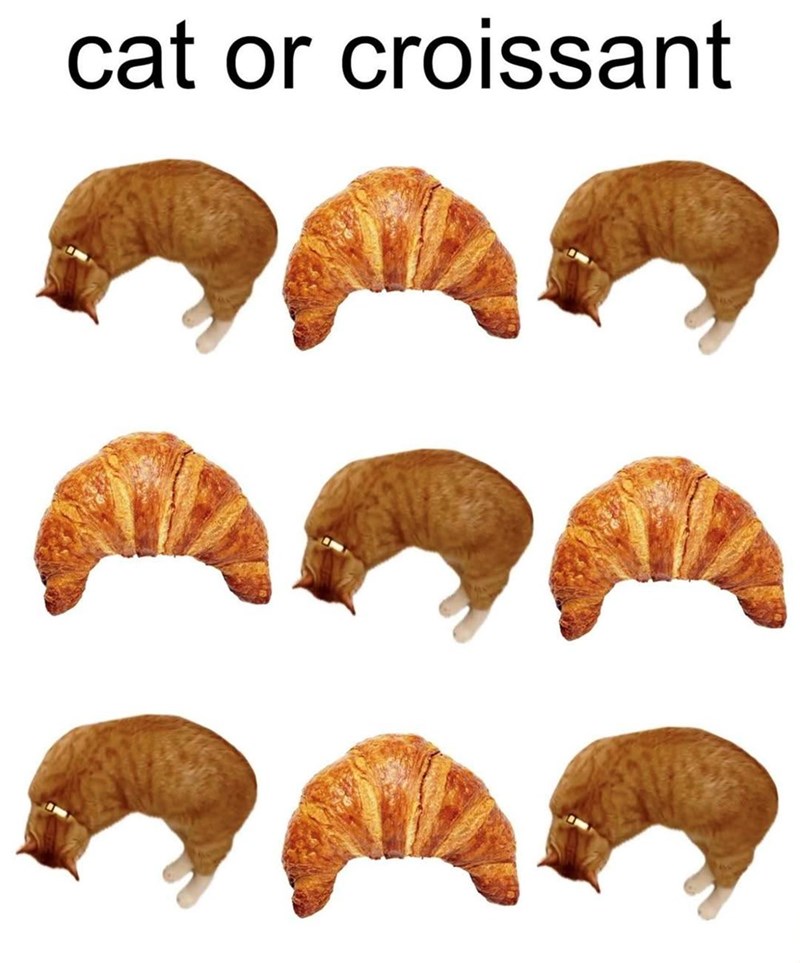 cat or croissant