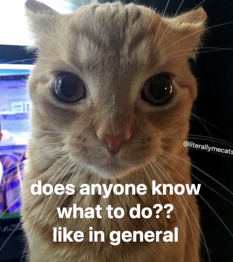 @literallymecats does anyone know what to do?? like in general