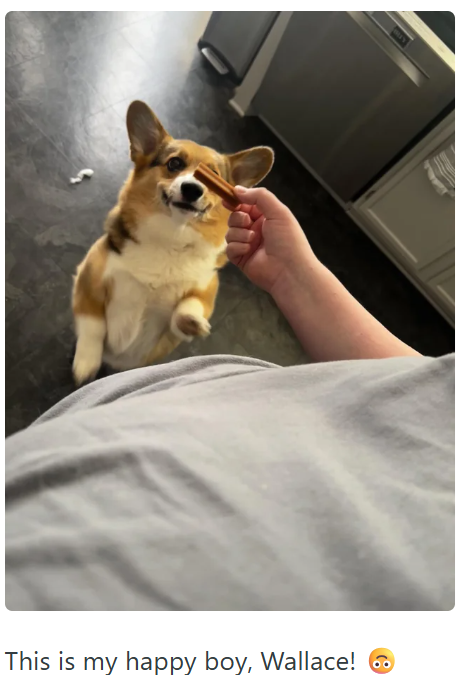 This is my happy boy, Wallace! 6