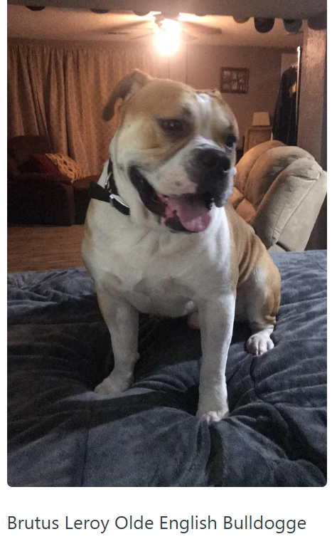 田 Brutus Leroy Olde English Bulldogge