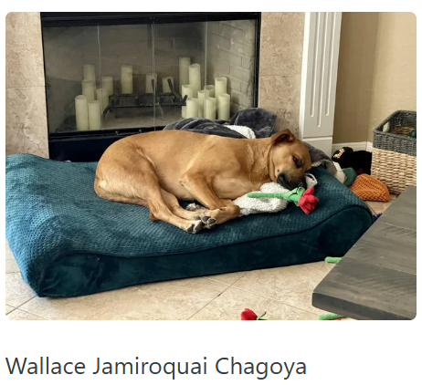 Wallace Jamiroquai Chagoya