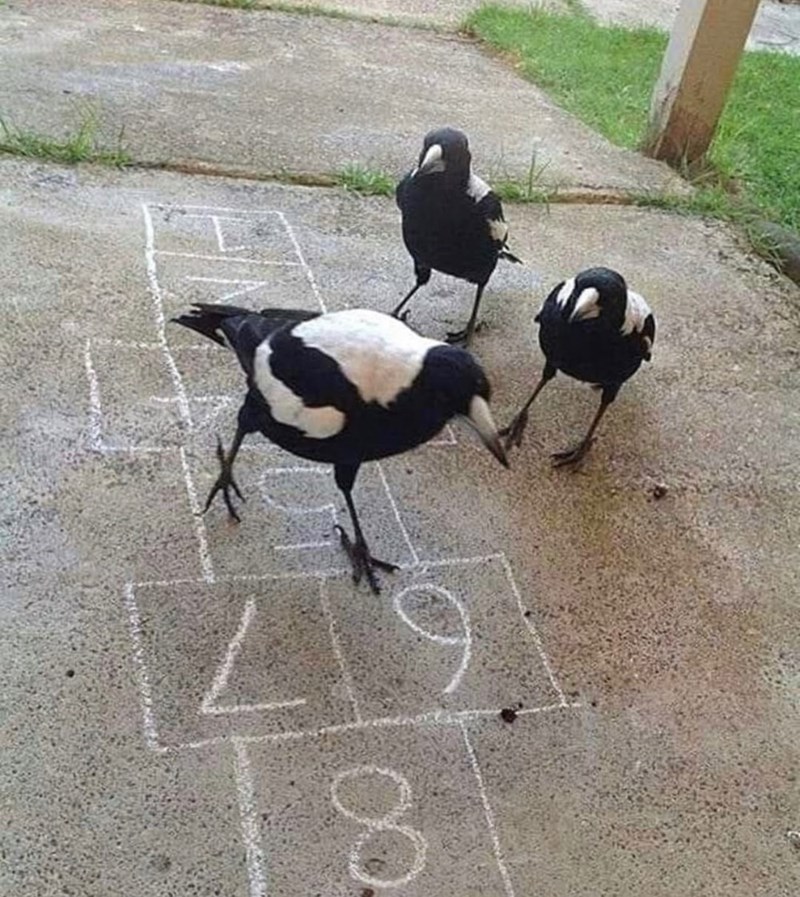 8 00 67