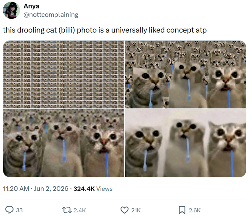 Anya @nottcomplaining this drooling cat (billi) photo is a universally liked concept atp 魚魚 11:20 AM ⚫ Jun 2, 2026 324.4K Views 33 2.4K 21K ☐ 2.6K