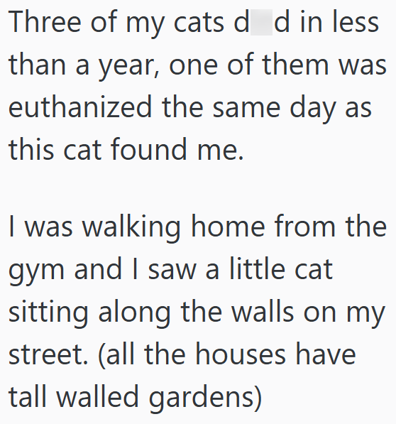 Three of my cats d d in less than a year, one of them was euthanized the same day as this cat found me. I was walking home from the gym and I saw a little cat sitting along the walls on my street. (all the houses have tall walled gardens)