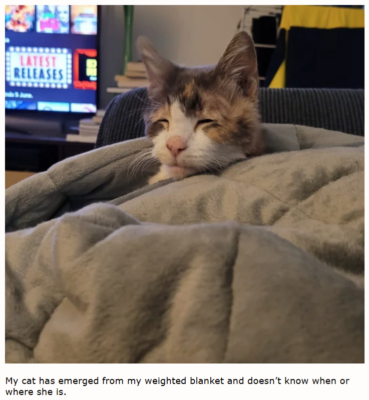 LATEST RELEASES My cat has emerged from my weighted blanket and doesn't know when or where she is.