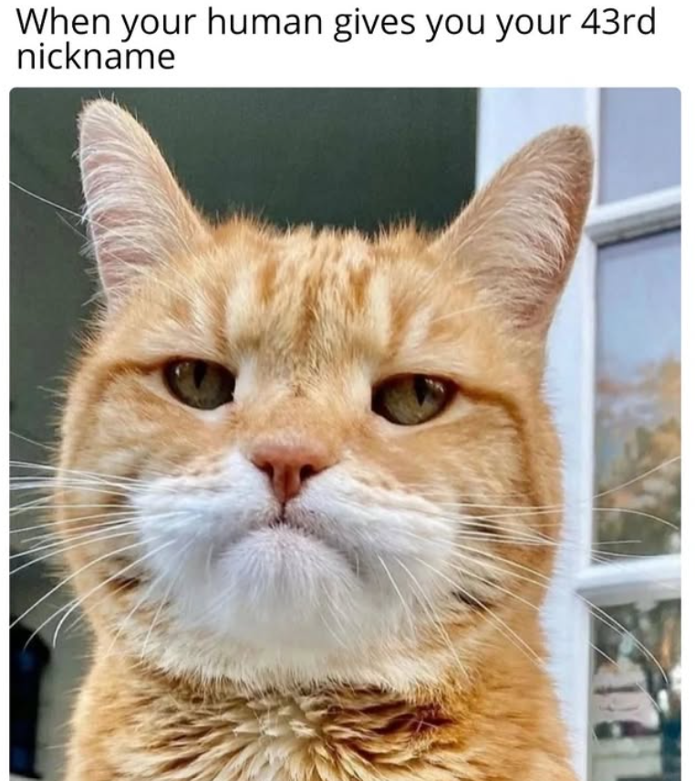 When your human gives you your 43rd nickname