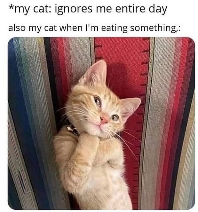 *my cat: ignores me entire day also my cat when I'm eating something,: