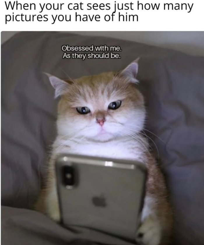 When your cat sees just how many pictures you have of him Obsessed with me. As they should be.