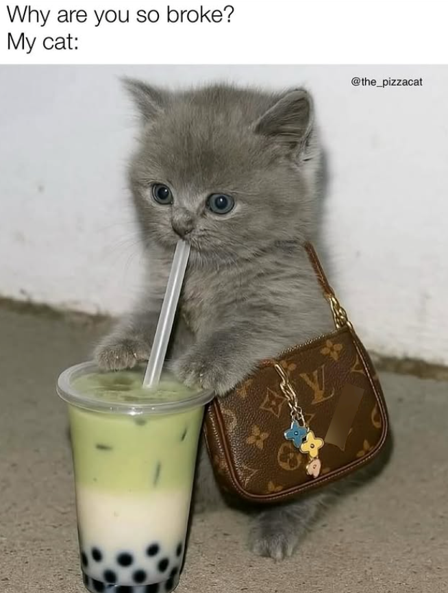 Why are you so broke? My cat: Y @the_pizzacat