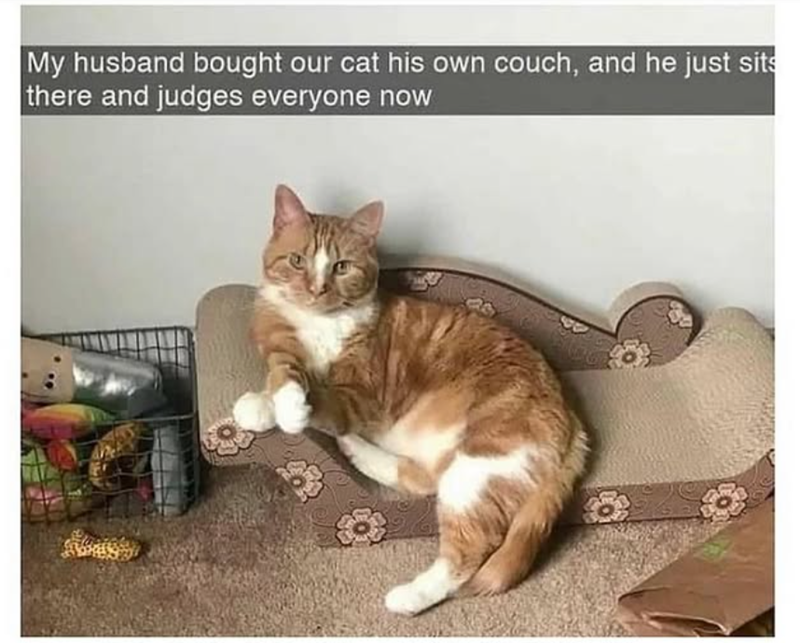 My husband bought our cat his own couch, and he just sits there and judges everyone now