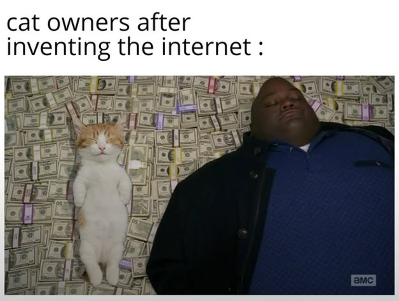 cat owners after inventing the internet: 05 OS амс