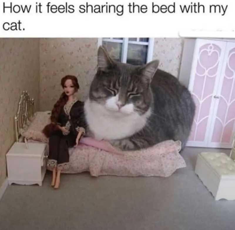 How it feels sharing the bed with my cat.