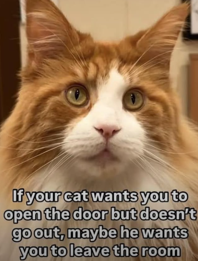 If your cat wants you to open the door but doesn't go out, maybe he wants you to leave the room