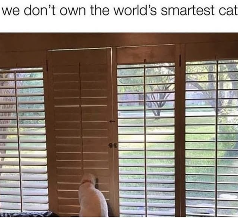 we don't own the world's smartest cat