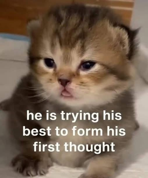 he is trying his best to form his first thought