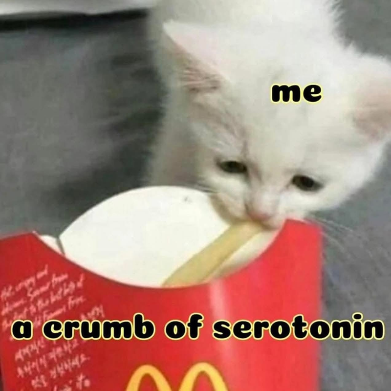 fr me 세계적션 맛을 건설하세요. frm a crumb of serotonin