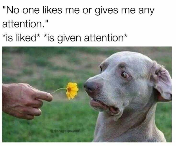 "No one likes me or gives me any attention." *is liked* *is given attention* @dontgetpupset