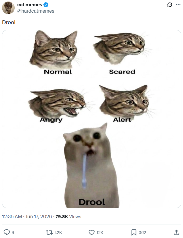 Drool cat memes @hardcatmemes Normal Scared Angry Alert Drool 12:35 AM - Jun 17, 2026 - 79.8K Views 1.2K 12K ☐ 362 Q ...
