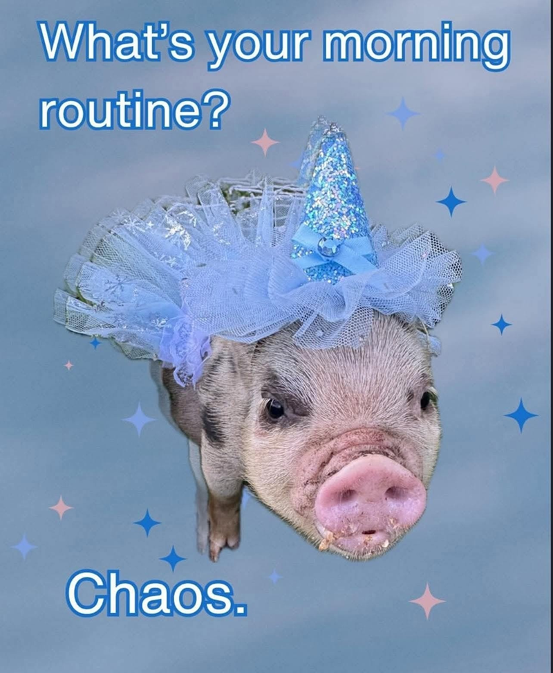 What's your morning routine? Chaos.