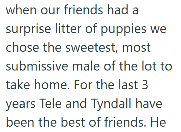when our friends had a surprise litter of puppies we chose the sweetest, most submissive male of the lot to take home. For the last 3 years Tele and Tyndall have been the best of friends. He