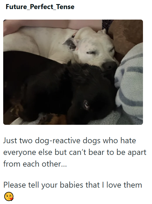 Future_Perfect_Tense Just two dog-reactive dogs who hate everyone else but can't bear to be apart from each other... Please tell your babies that I love them