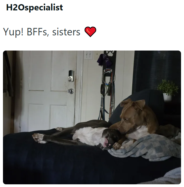 H2Ospecialist Yup! BFFs, sisters