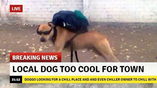 LIVE BREAKING NEWS LOCAL DOG TOO COOL FOR TOWN 21:12 DOGGO LOOKING FOR A CHILL PLACE AND AND EVEN CHILLER OWNER TO CHILL WITH