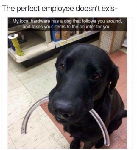 The perfect employee doesn't exis- My local hardware has a dog that follows you around, and takes your items to the counter for you.