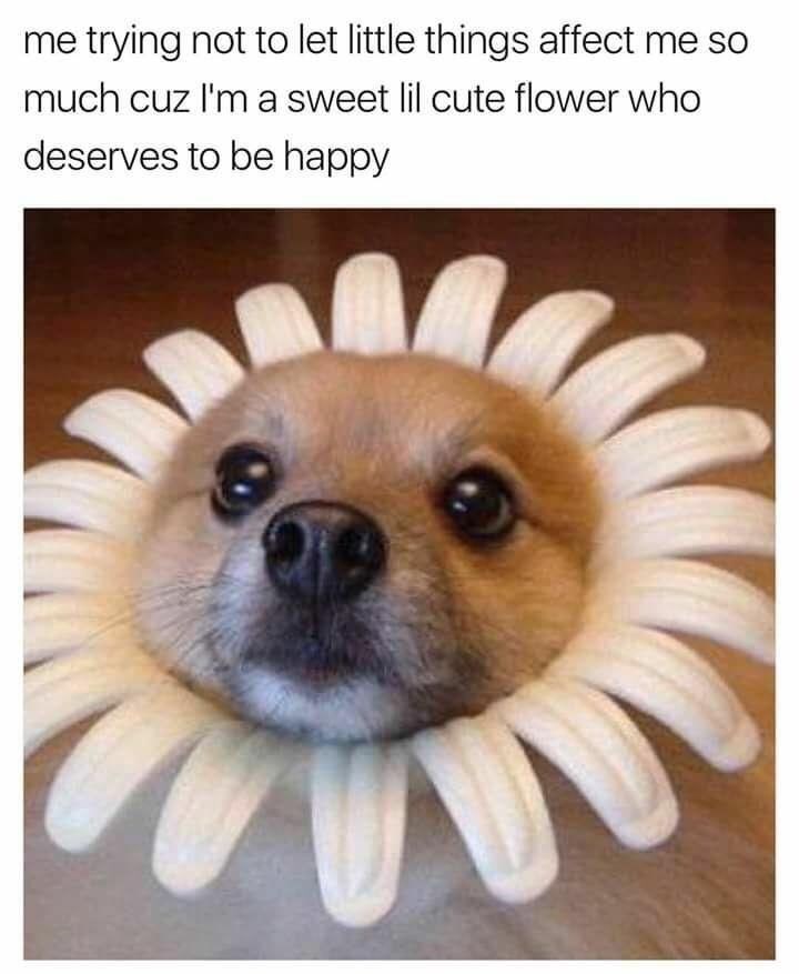 me trying not to let little things affect me so much cuz I'm a sweet lil cute flower who deserves to be happy