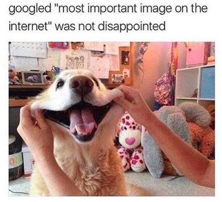 googled "most important image on the internet" was not disappointed
