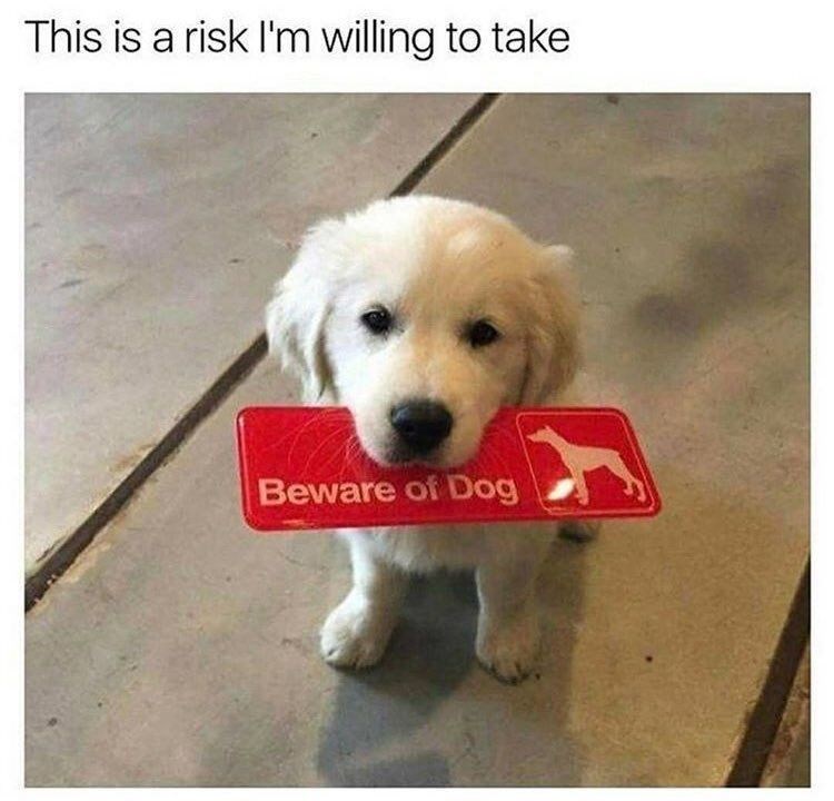 This is a risk I'm willing to take Beware of Dog