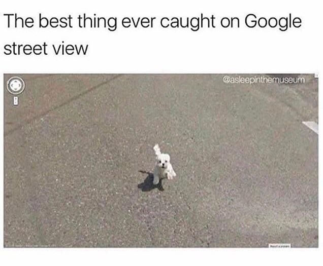 The best thing ever caught on Google street view @asleepinthemuseum