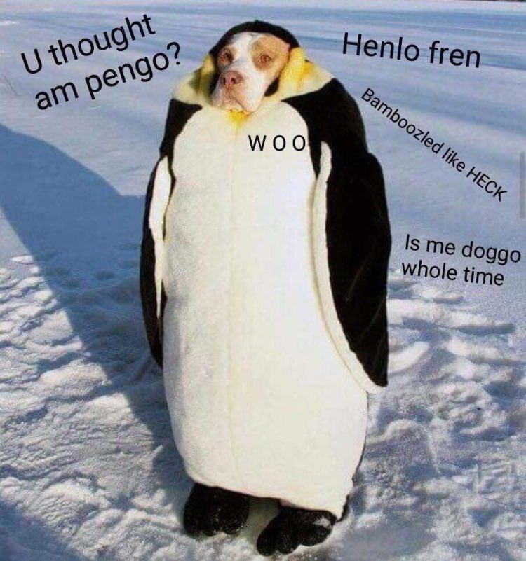 U thought am pengo? WOO Henlo fren Bamboozled like HECK Is me doggo whole time