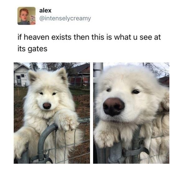 alex @intenselycreamy if heaven exists then this is what u see at its gates